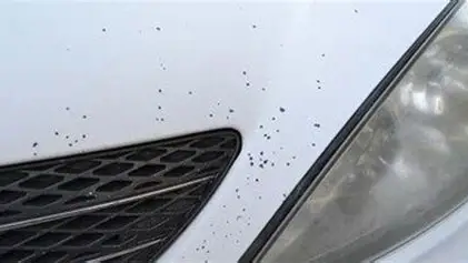 Severe stone chip damage on bonnet